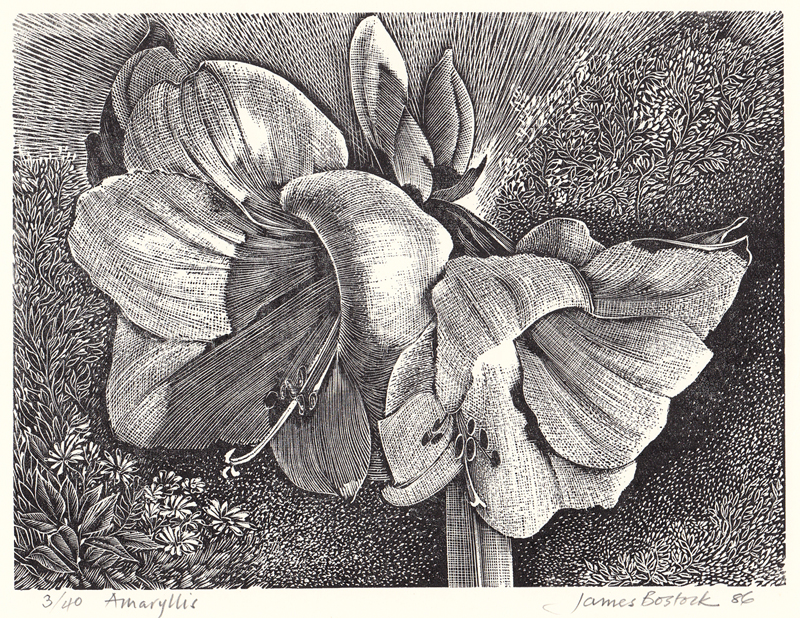 Amaryllis