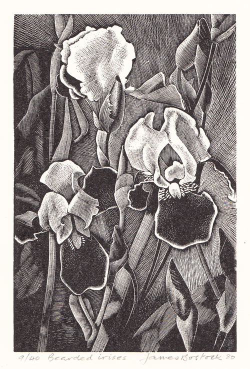 Bearded Irises